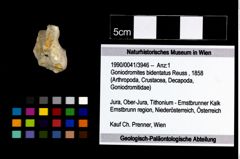 Foto (Objekt + Etikett) von Goniodromites bidentatus (Reuss, 1858)  (NHMW-GEO-1990-0041-3946)